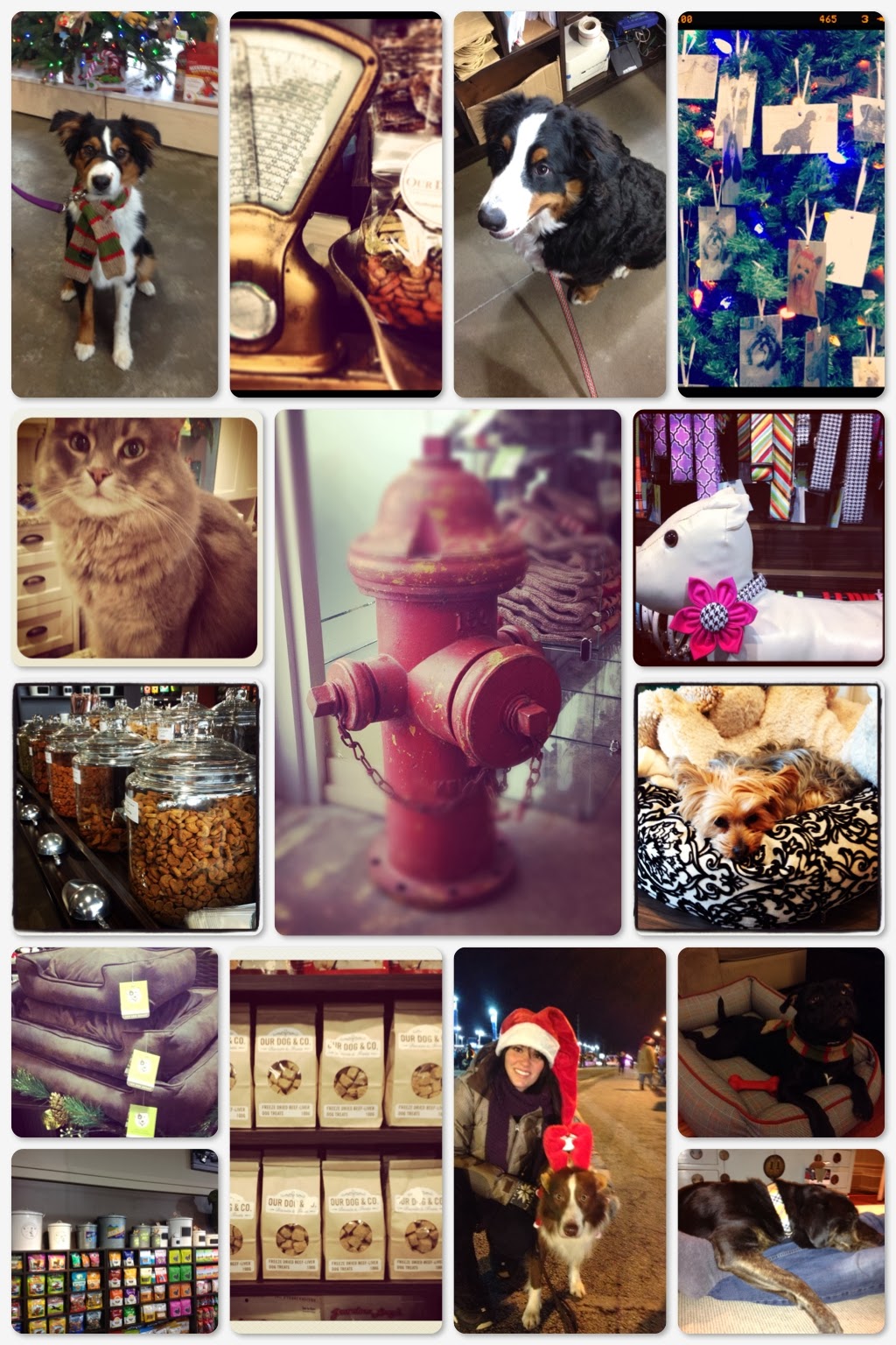 Our Dog & Company | 129 Pedersen Dr, Aurora, ON L4G 0E3, Canada | Phone: (905) 713-3489