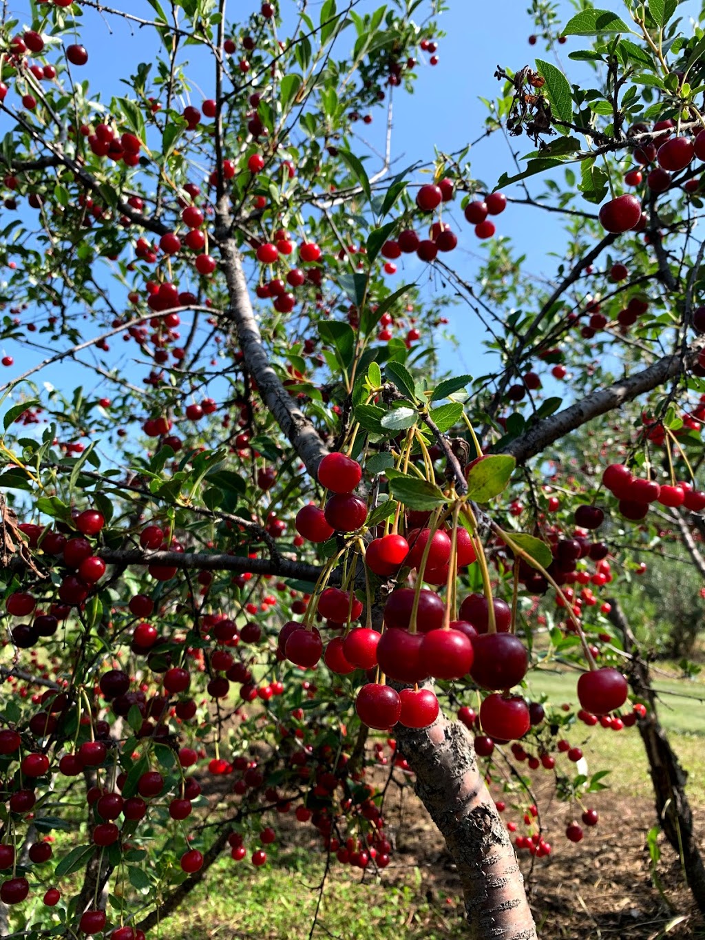 Sweet Acres Orchards | 1506, Township Rd 354, Red Deer County, AB T4G 0J3, Canada | Phone: (403) 227-1301
