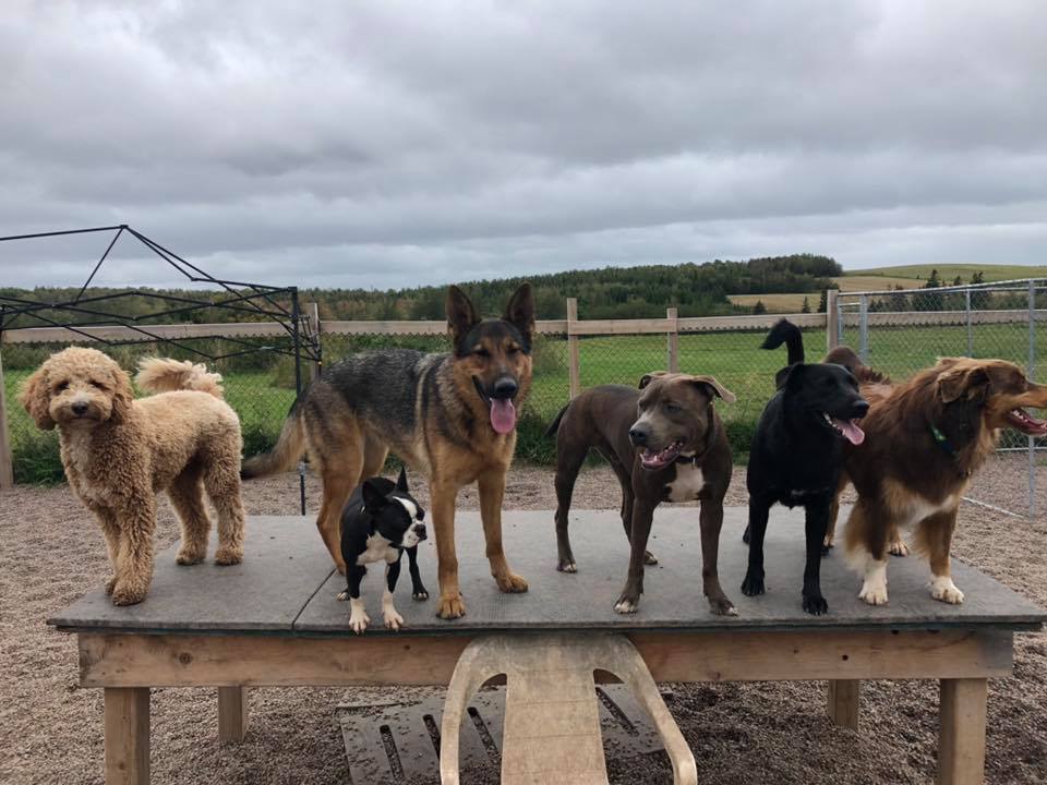 Canine Station (Jenns Doggie Daycare) | 228 Old Halifax Rd, Brookfield, NS B0N 1C0, Canada | Phone: (902) 956-1771