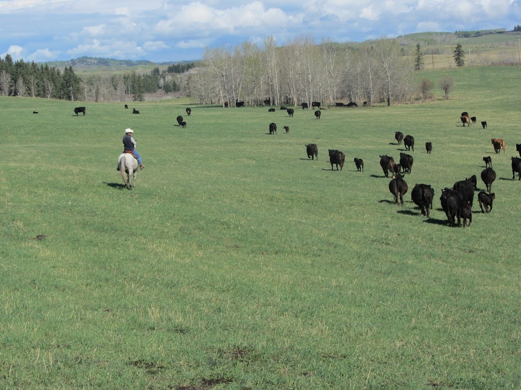 Ranchland Beef | 37345, Range Rd 272, AB T4E 1M2, Canada | Phone: (403) 358-9924