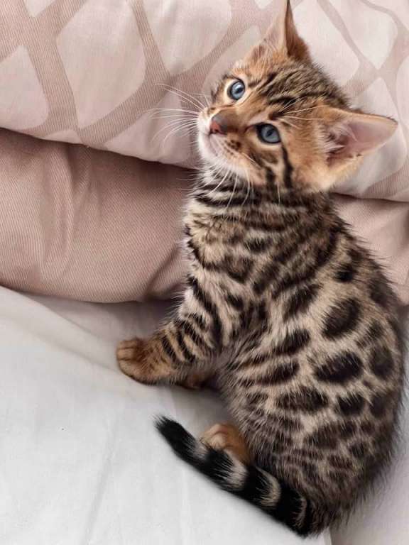 Kittens for sale Canada | 19 Caroline Ave #2, Ottawa, ON K1Y 0S8, Canada | Phone: (226) 444-1022