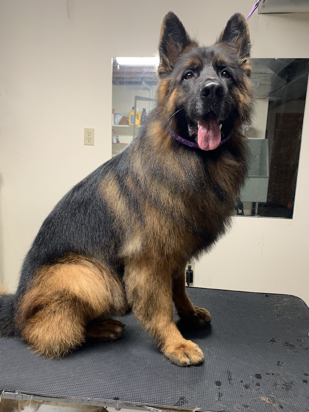 Pawsitive Pet Salon | 3422 Rd 164, Fullarton, ON N0K 1H0, Canada | Phone: (226) 220-2437