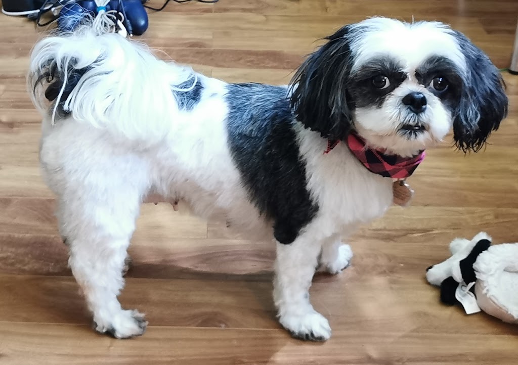Khaleesis K9 Grooming | 429 Dover Rd, Dieppe, NB E1A 7L7, Canada | Phone: (506) 232-3005