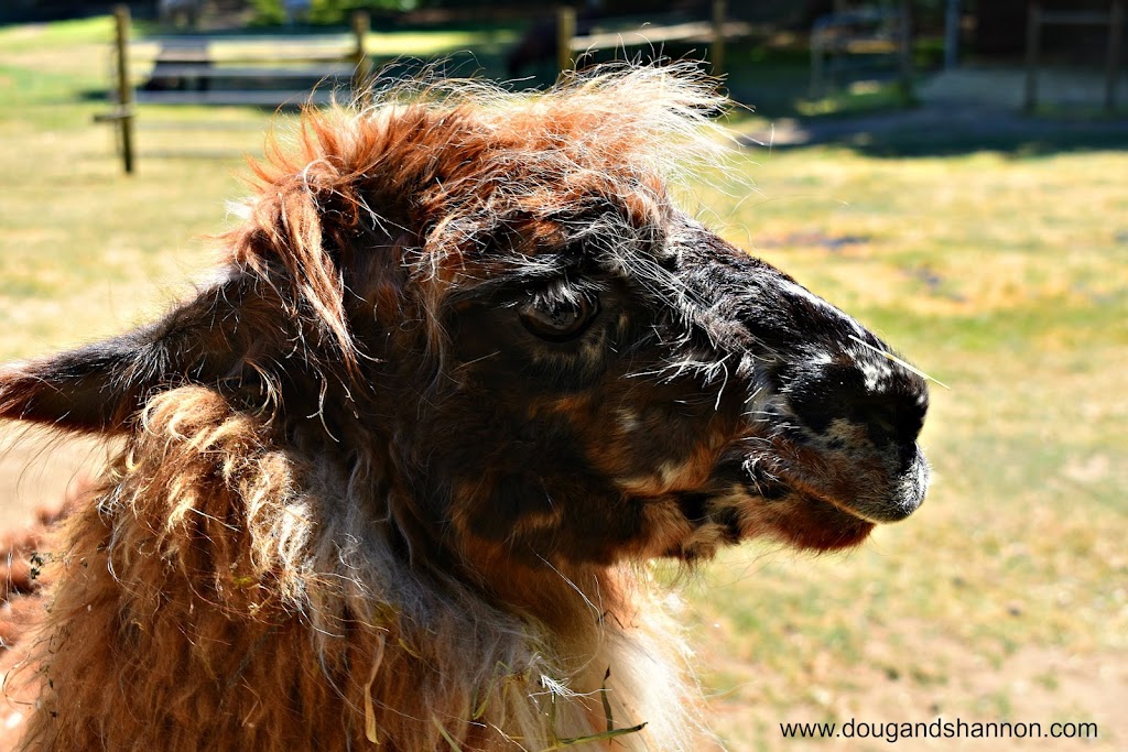 Millstream Miniature Llamas | 355 Atkins Ave, Victoria, BC V9B 3A1, Canada | Phone: (250) 478-9969