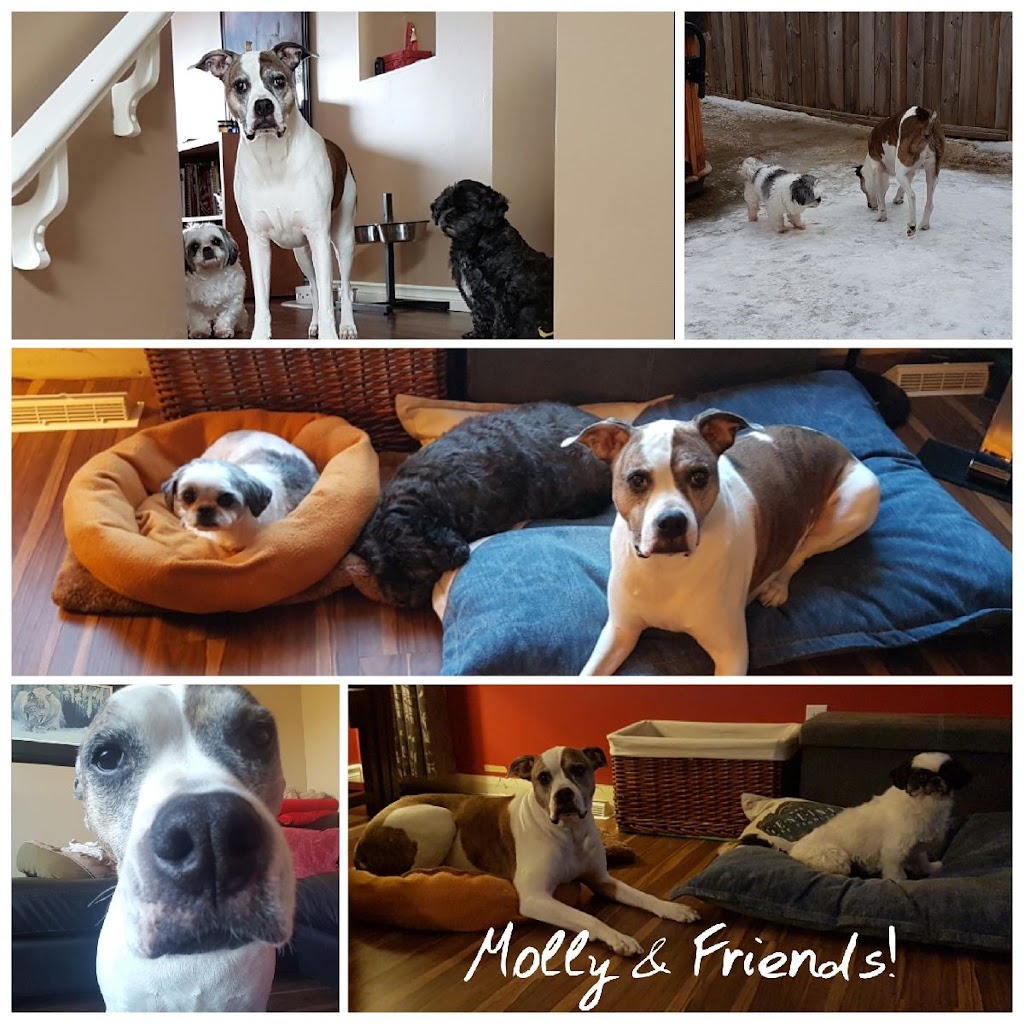 Cocos Canine Care | 12954 162a Ave NW, Edmonton, AB T6V 1V5, Canada | Phone: (780) 886-4723