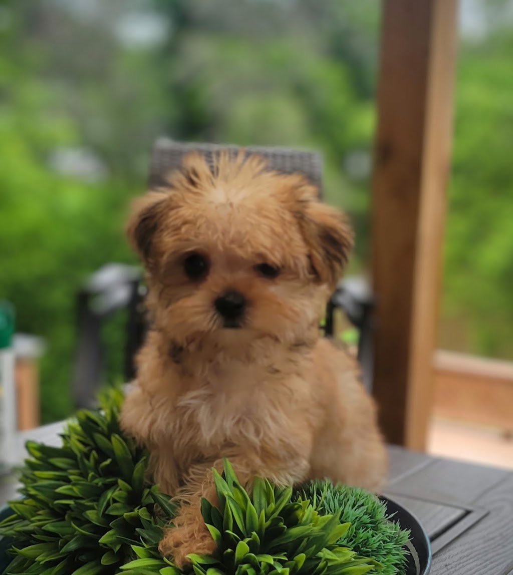 Adoptmycanin | 735 6e Rang, Saint-Calixte, QC J0K 1Z0, Canada | Phone: (514) 926-6909