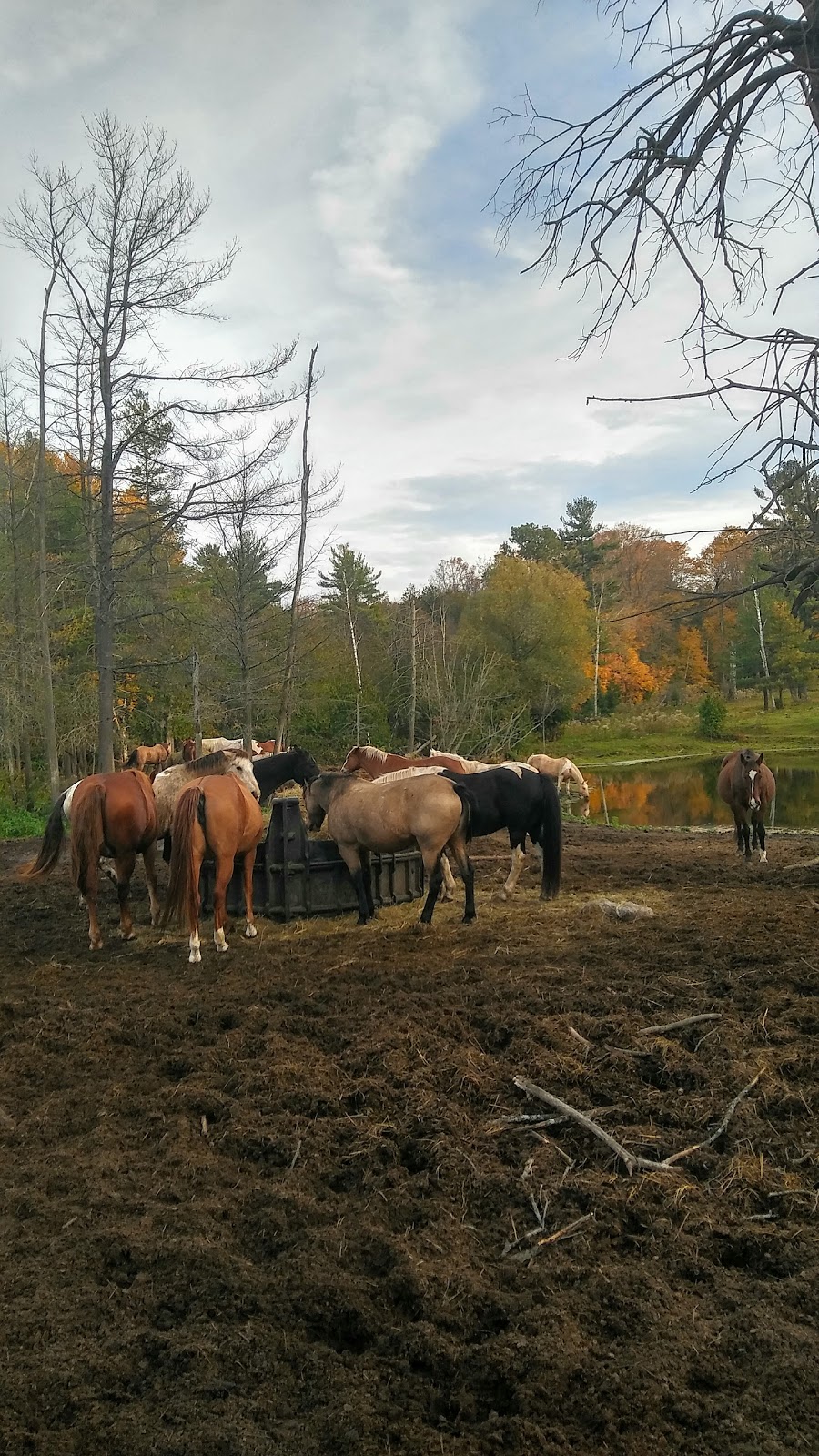 Wildcard Stables | 4941 Vivian Rd, Cedar Valley, ON L0G 1E0, Canada | Phone: (647) 201-2590