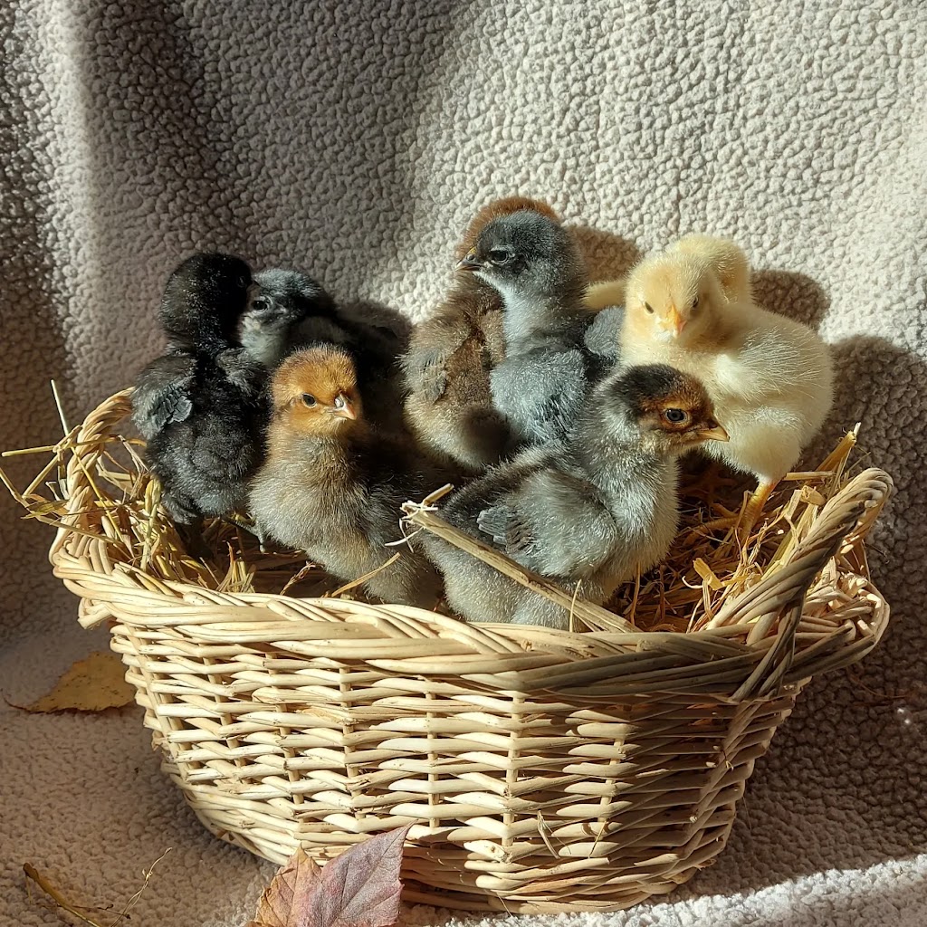 Austins All Natural Farm | 2718 NB-106, Boundary Creek, NB E1G 4M6, Canada | Phone: (506) 233-5372