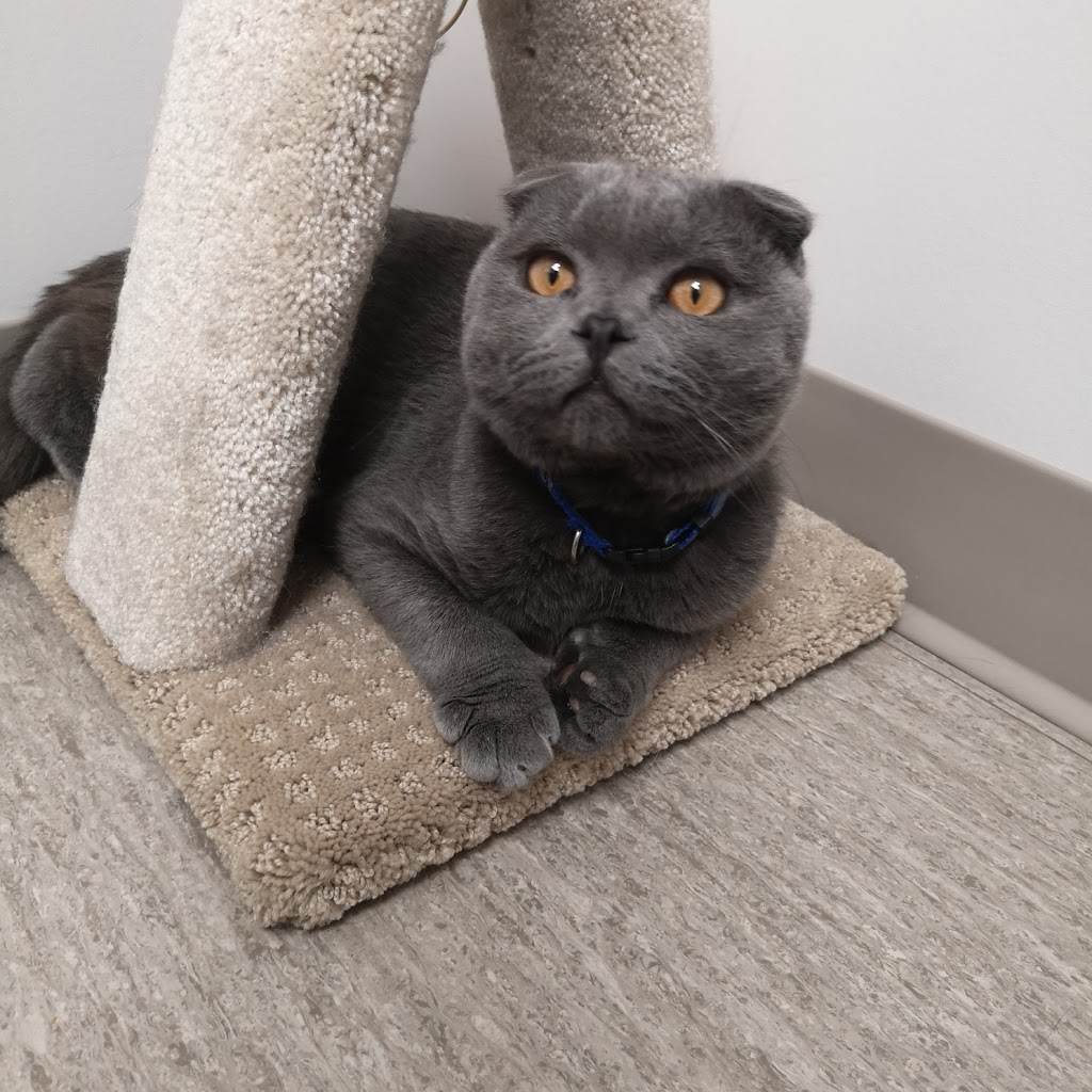Islington Village Animal Hospital | 3852 Bloor St W, Etobicoke, ON M9B 1L1, Canada | Phone: (647) 347-2299