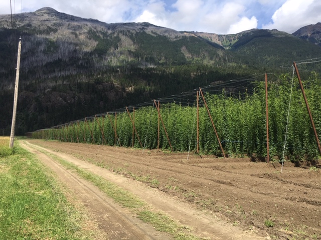 Myrtle Meadows Hops. | 9310 Lillooet Forest Service Rd, Pemberton, BC V0N 2L2, Canada | Phone: (604) 219-1314