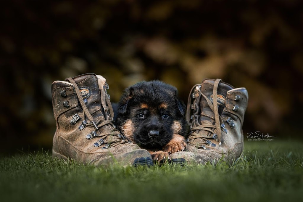 Dei Precision German Shepherds | 1233 Kilbride St, Burlington, ON L7P 0H2, Canada | Phone: (416) 887-7778