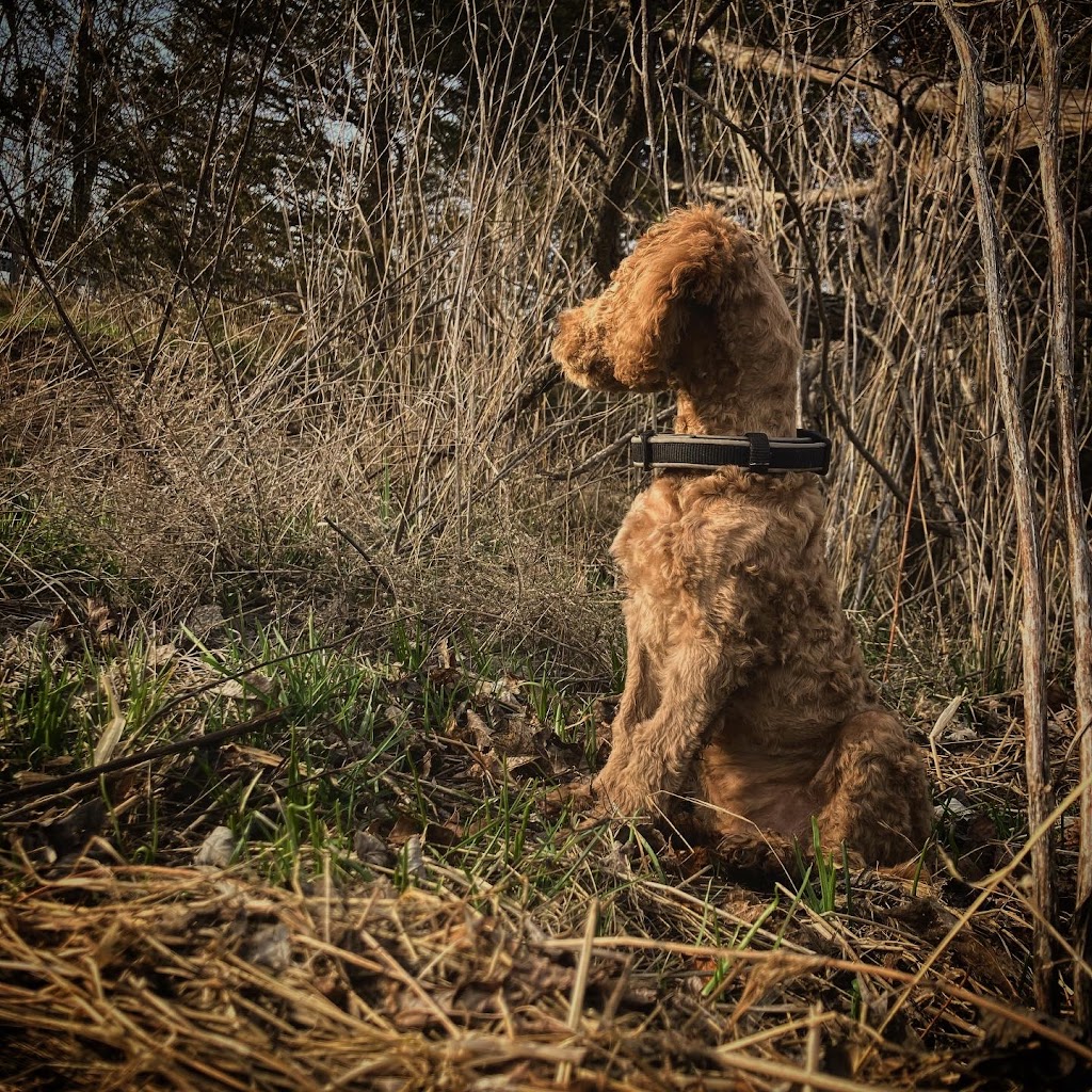 Daisy’s Golden Doodles | 1064 Bronk Rd, Belleville, ON K0K 2V0, Canada | Phone: (613) 242-5754