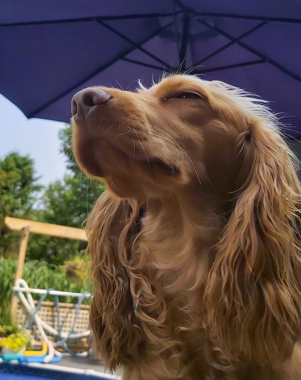 Dog Grrrl Canada | 70 Roc Rd, Tiny, ON L0L 2J0, Canada | Phone: (705) 302-8033