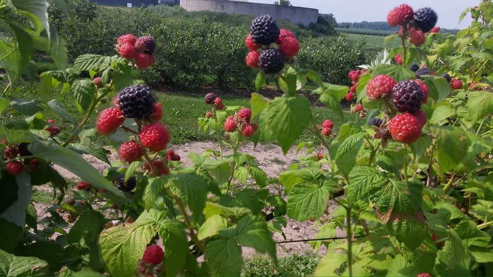 Bleuetière Maryse Bélisle | 180 12e Rang N, Saint-Nazaire-dActon, QC J0H 1V0, Canada | Phone: (819) 392-2249