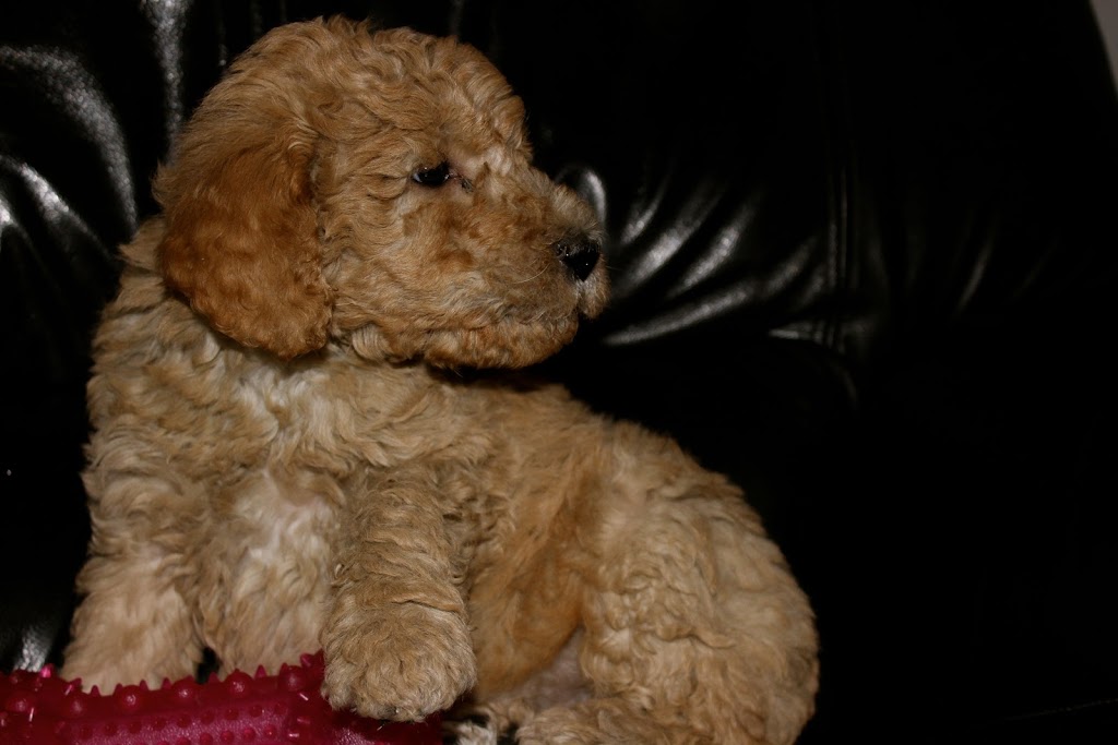 Elevage Harahel Goldendoodle | 292 Route 122, Saint-Guillaume, QC J0C 1L0, Canada | Phone: (819) 473-1972