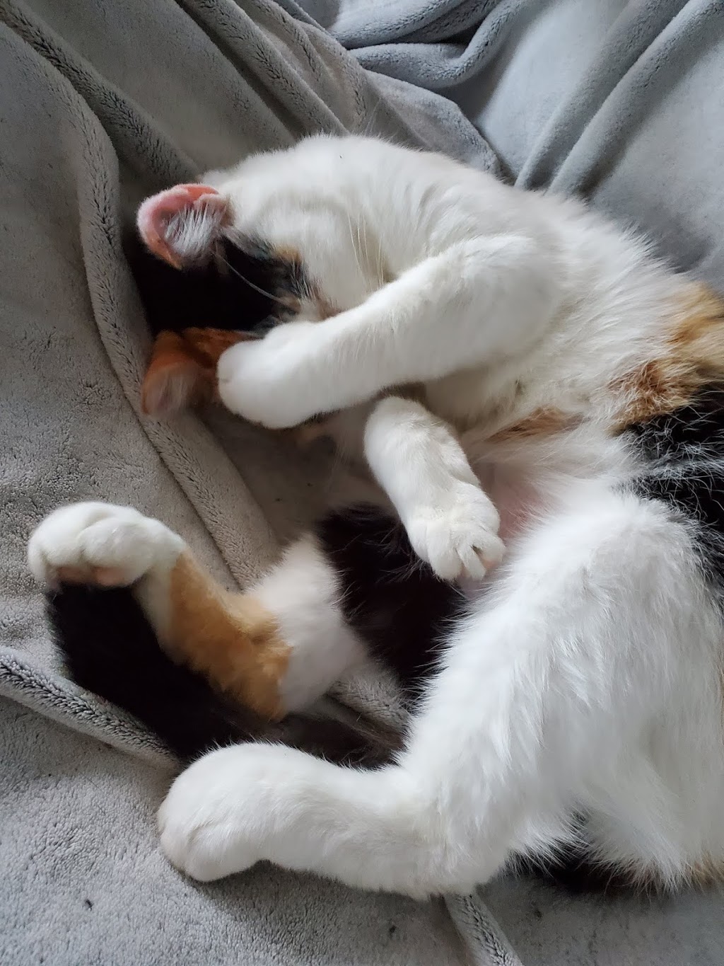 Pembina Valley Humane Society | 462 Jefferson St, Morden, MB R6M 1Y4, Canada | Phone: (204) 822-9413