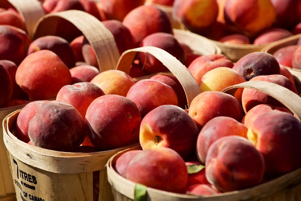 Bizjak Farms | 3320 First Ave, Vineland Station, ON L0R 2E0, Canada | Phone: (289) 213-3327