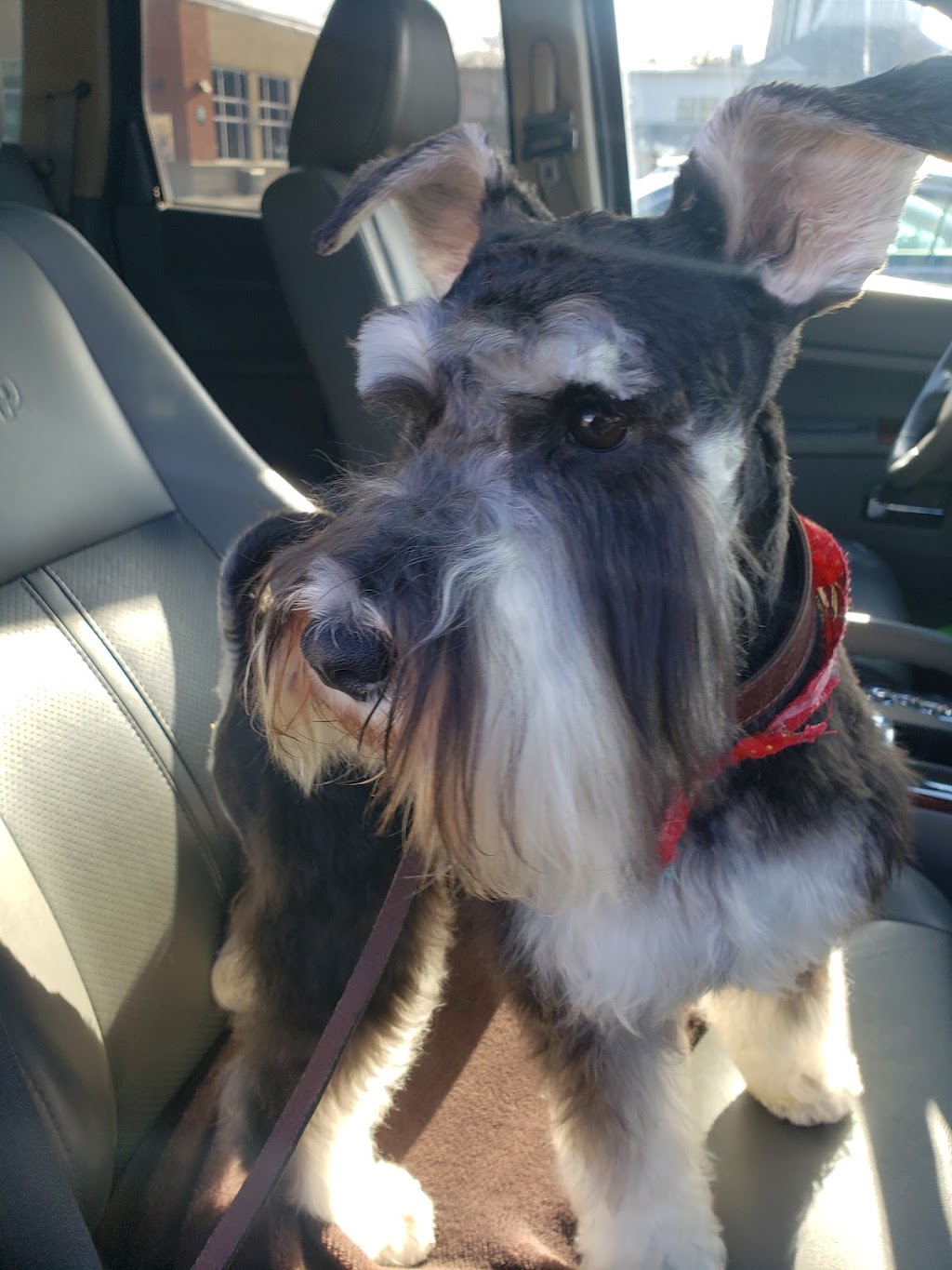Groomies Grooming | 40L Bd Saint-Charles, Beaconsfield, QC H9W 5Z6, Canada | Phone: (514) 428-2547