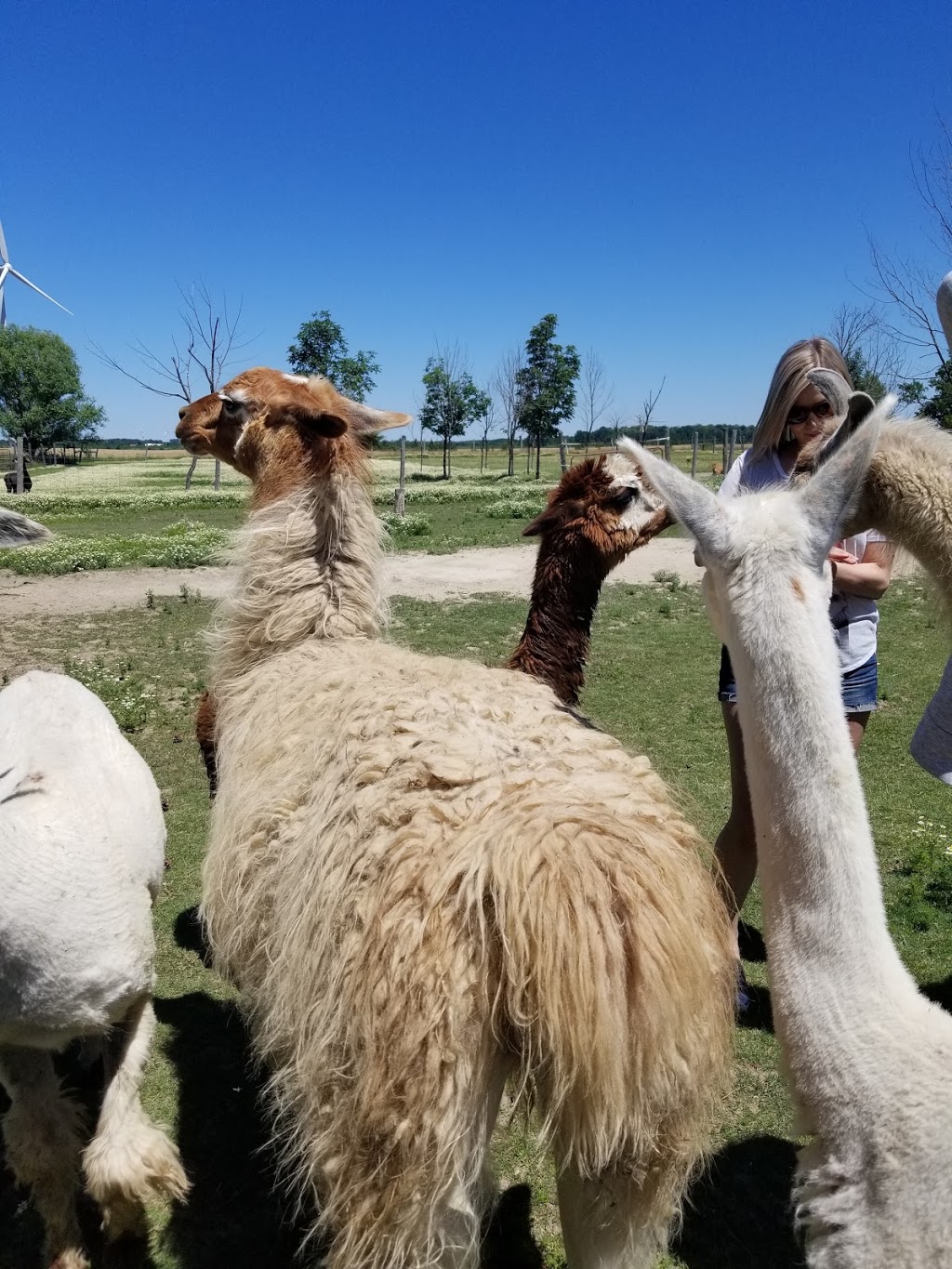S.A.M.Y.s Alpaca Farm & Fibre Studio | 2432 Cuddy Dr, Kerwood, ON N0M 2B0, Canada | Phone: (226) 678-2649