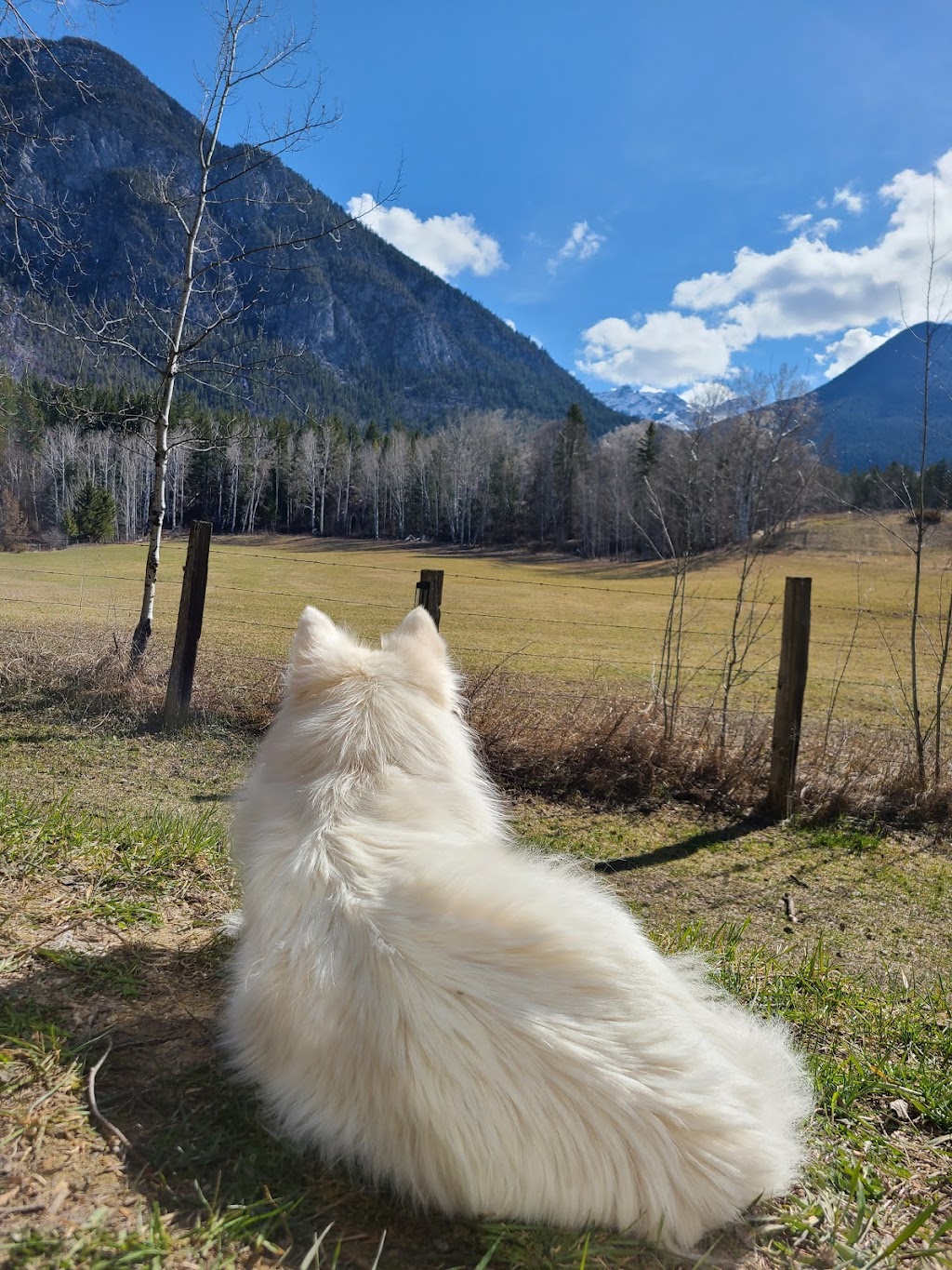 Flyway Farm & Forest | 1050 BC-95, Spillimacheen, BC V0A 1P0, Canada | Phone: (403) 875-7586