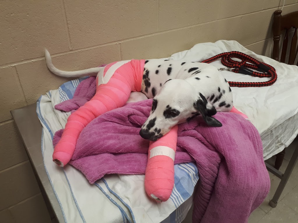 Queensway Veterinary Hospital | 415 Queensway West, Simcoe, ON N3Y 2N4, Canada | Phone: (519) 428-2630