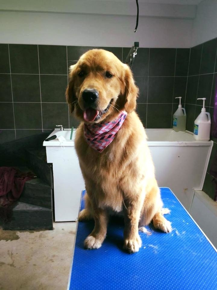 Toilettage Mobile Allymal Look | 355 Chem. Ville-Marie, Beaumont, QC G0R 1C0, Canada | Phone: (418) 838-3032
