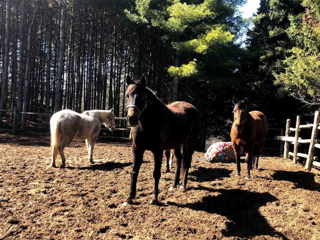 Rusty Jade Ranch | 18070 Duffys Ln, Palgrave, ON L7E 3C4, Canada | Phone: (416) 938-1830