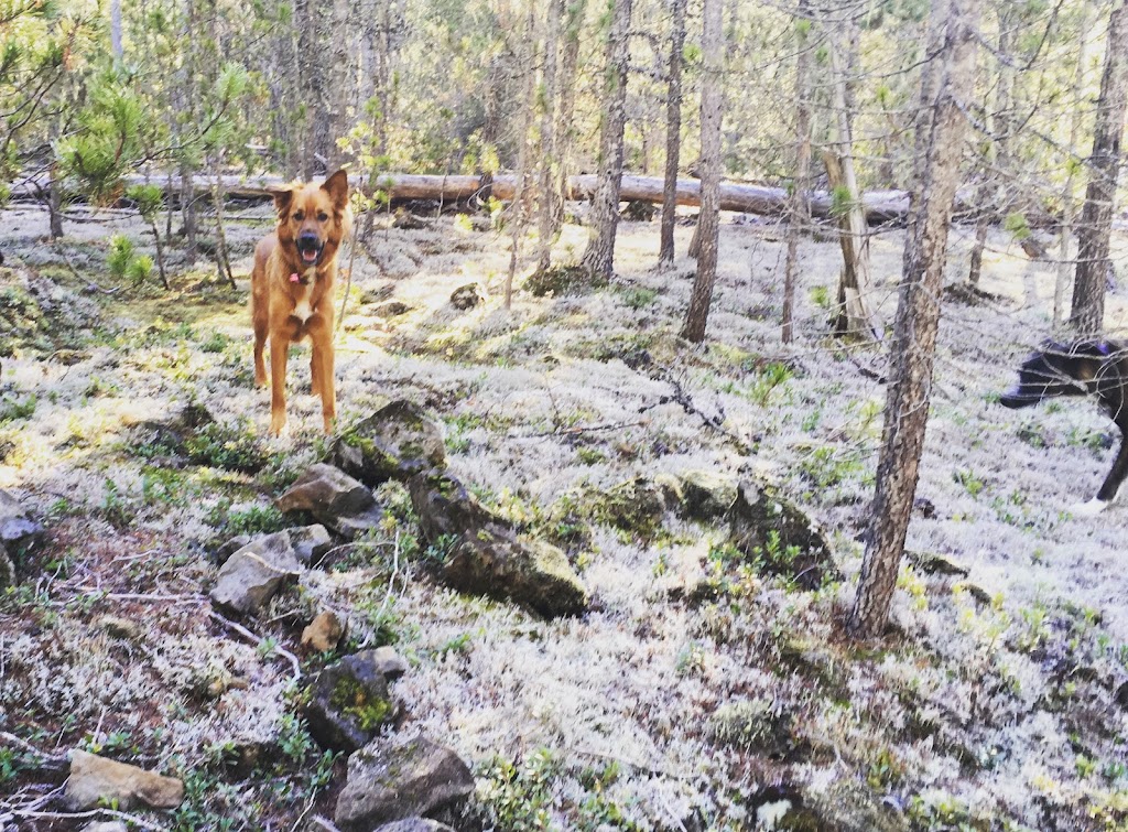 Trail Dogs | Pemberton, BC V0N 2L2, Canada | Phone: (604) 905-9273