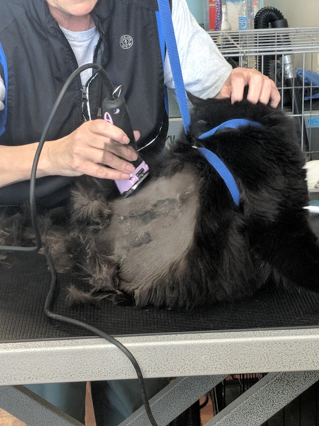 Paws For Thought Pet Grooming | 100 Nonquon Rd #3, Oshawa, ON L1G 3S4, Canada | Phone: (905) 240-5520