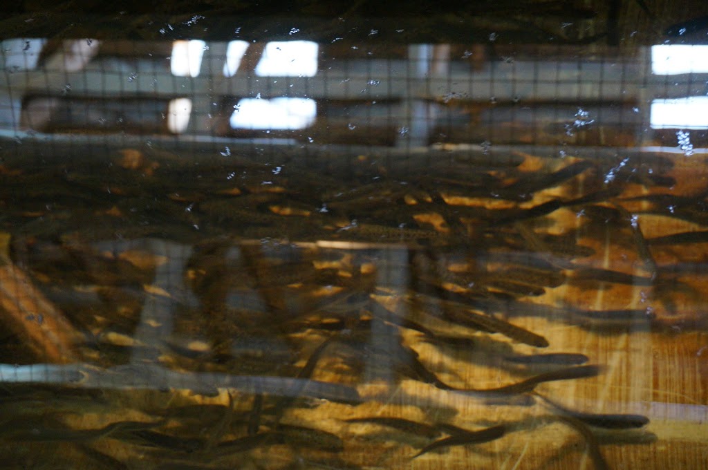 Tynehead Hatchery | 16585 96 Ave, Surrey, BC V4N 2E2, Canada | Phone: (604) 589-9127