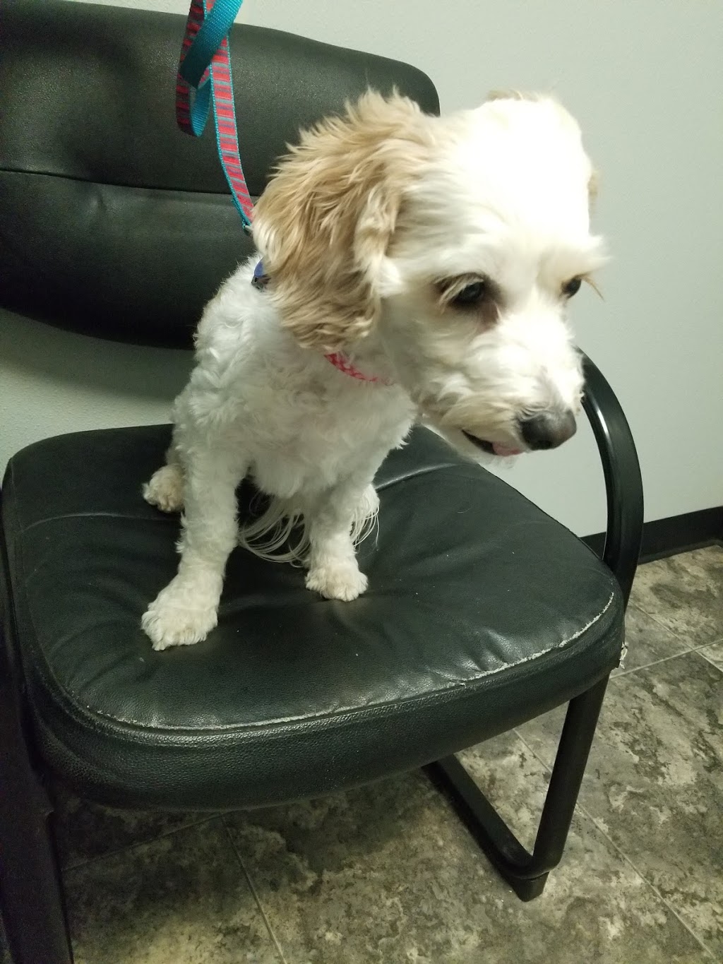 Suburban South Veterinary Hospital | 1230 French Rd, Depew, NY 14043, USA | Phone: (716) 668-0503