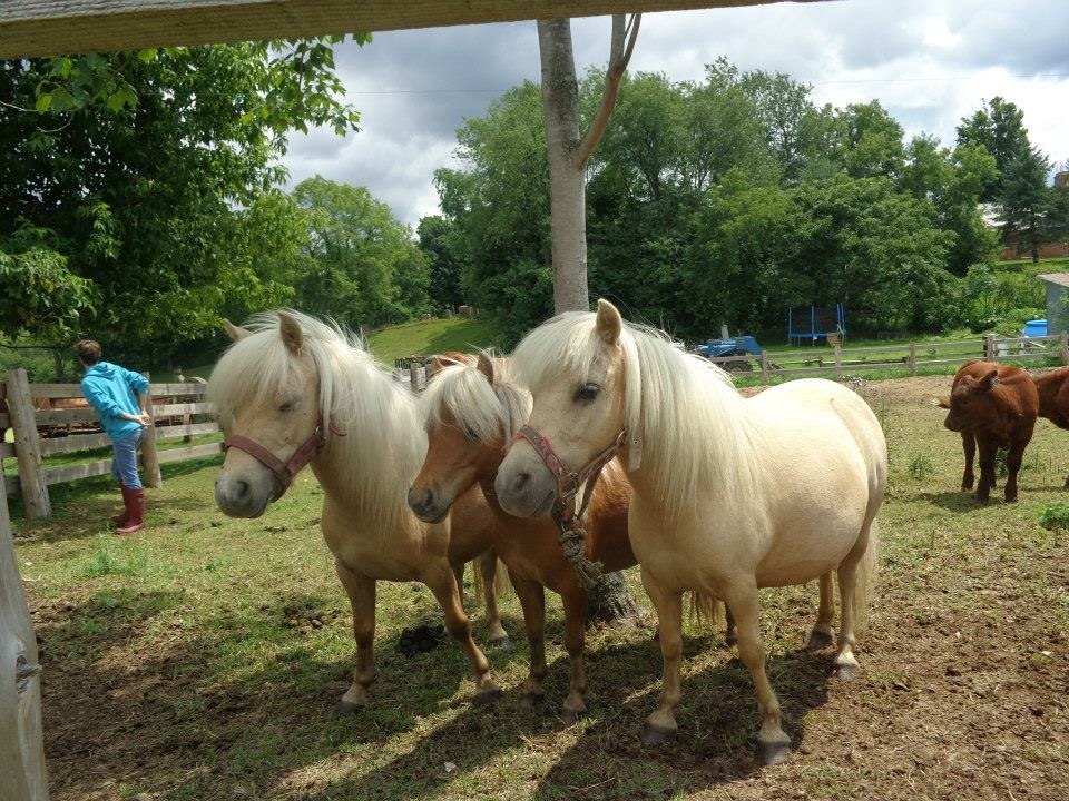 Ferme Patch | 328 Chemin Stagecoach, Brome, QC J0E 1K0, Canada | Phone: (450) 775-8698