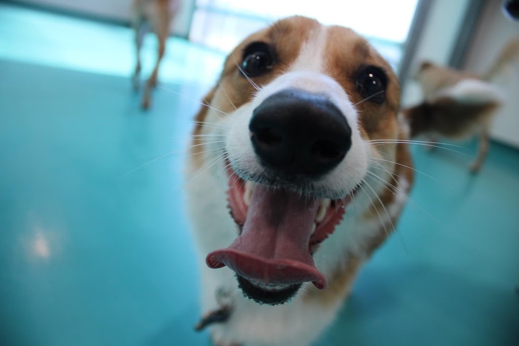 Happy Tails Pet Resort & Spa | 141 Samborski Dr, Oak Bluff, MB R4G 0B3, Canada | Phone: (204) 219-4070