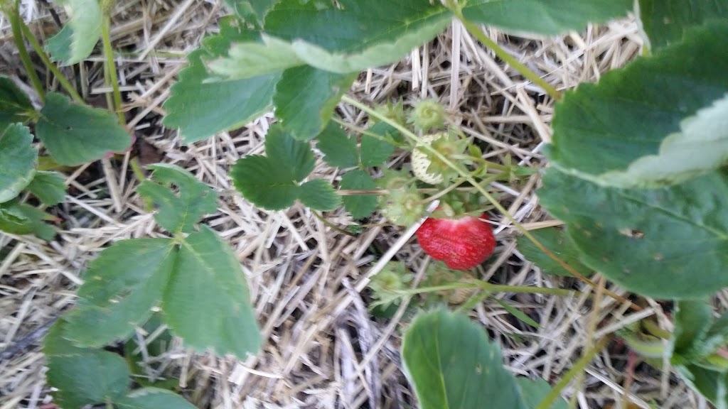 Purple Cow Strawberry Farm | 1439 Sale Barn Rd, Greely, ON K4P 1L6, Canada | Phone: (613) 821-1345