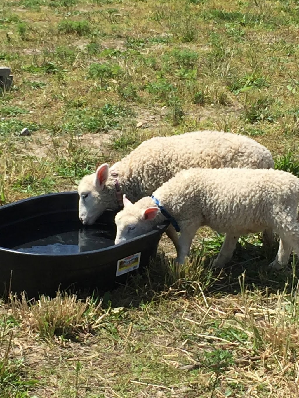 Hochs Family Farm | 2392B Snyders Rd E, Petersburg, ON N0B 2H0, Canada | Phone: (226) 698-7469