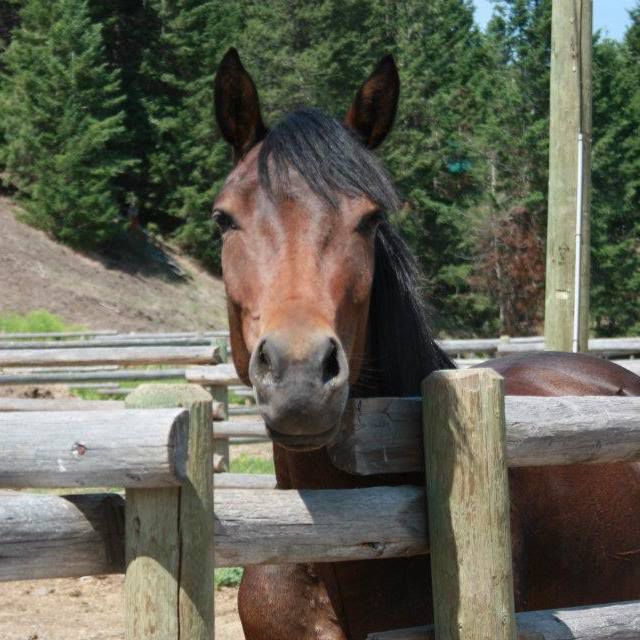 A P Guest Ranch | 4220 Princeton-Kamloops Hwy #1148, Thompson-Nicola N, BC V1K 1B8, Canada | Phone: (250) 378-6520
