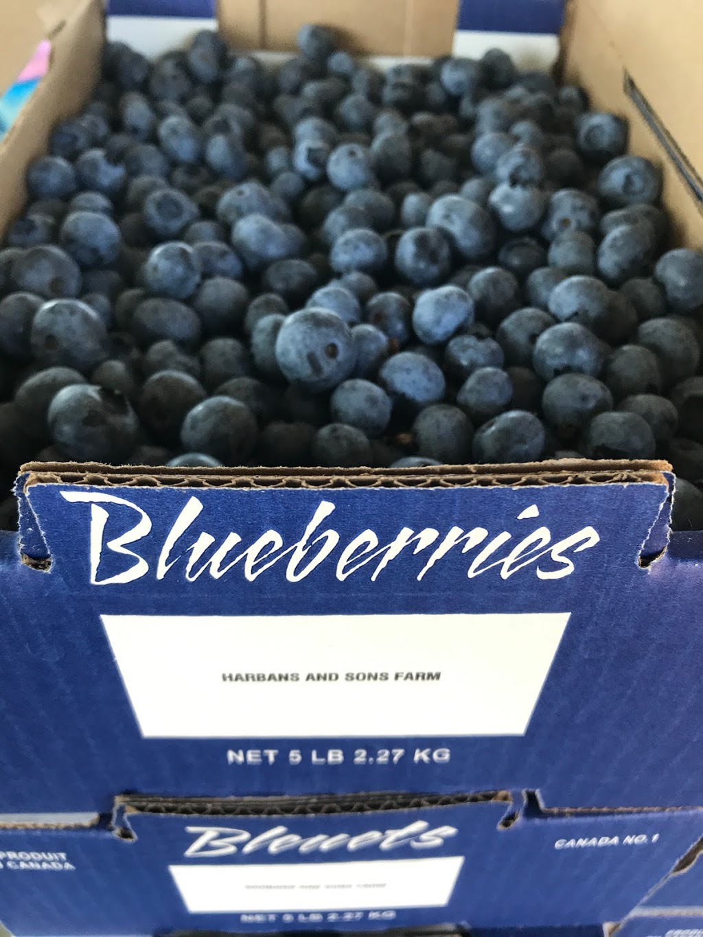 Harbans and sons farm | 38580 No 5 Rd, Abbotsford, BC V3G 2G3, Canada | Phone: (778) 549-2649