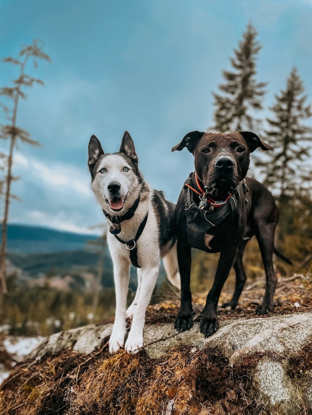 Fir and Bark | 38902 Bowen Ave #4, Squamish, BC V8B 0E8, Canada | Phone: (902) 441-9897