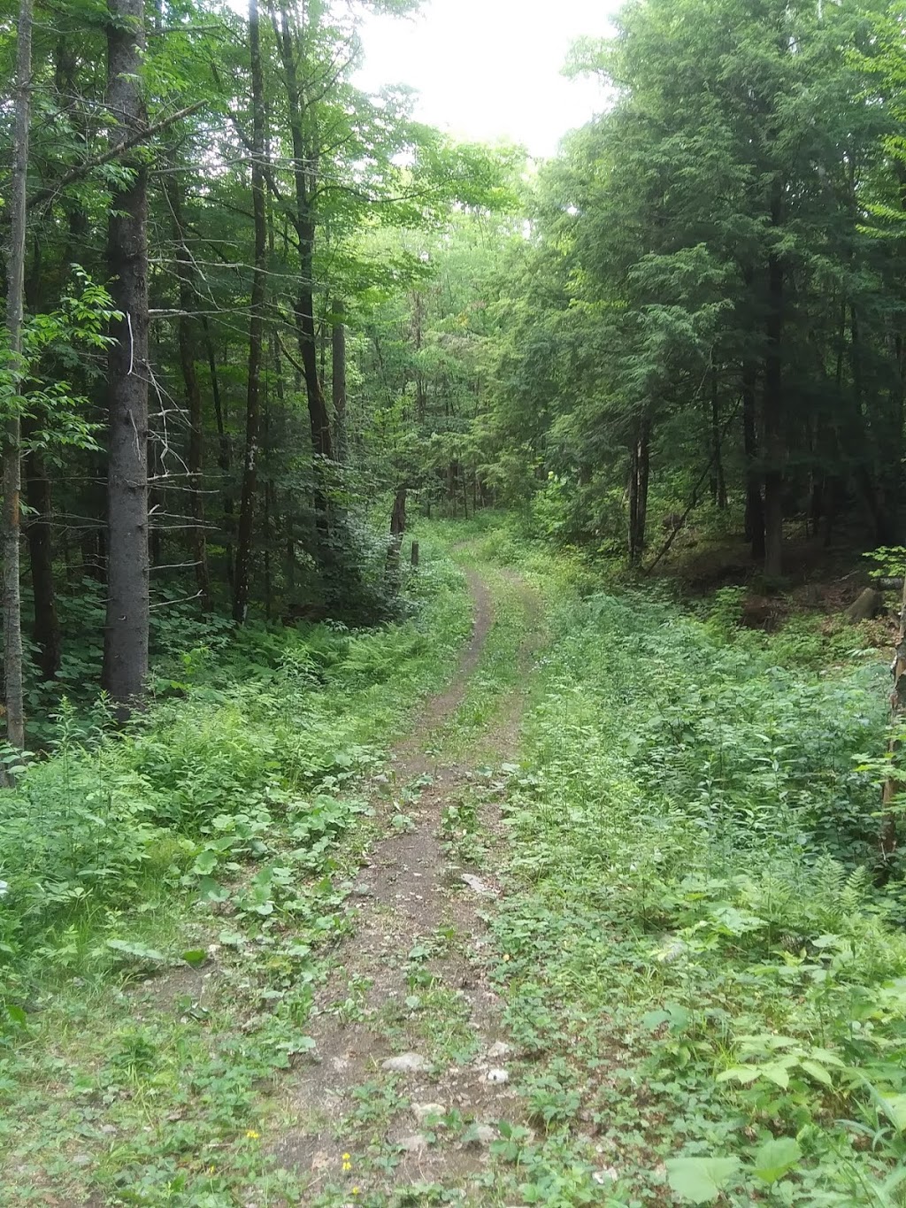 Camp Ozanam | 496 QC-323, Saint-Émile-de-Suffolk, QC J0T 1K0, Canada | Phone: (819) 426-2721