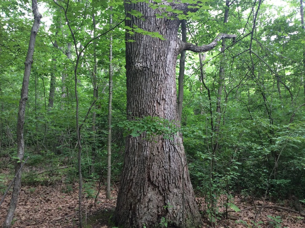 Alice Moore Woods Nature Sanctuary | 999 Stratford Rd, St Clair, MI 48079, USA | Phone: (517) 655-5655