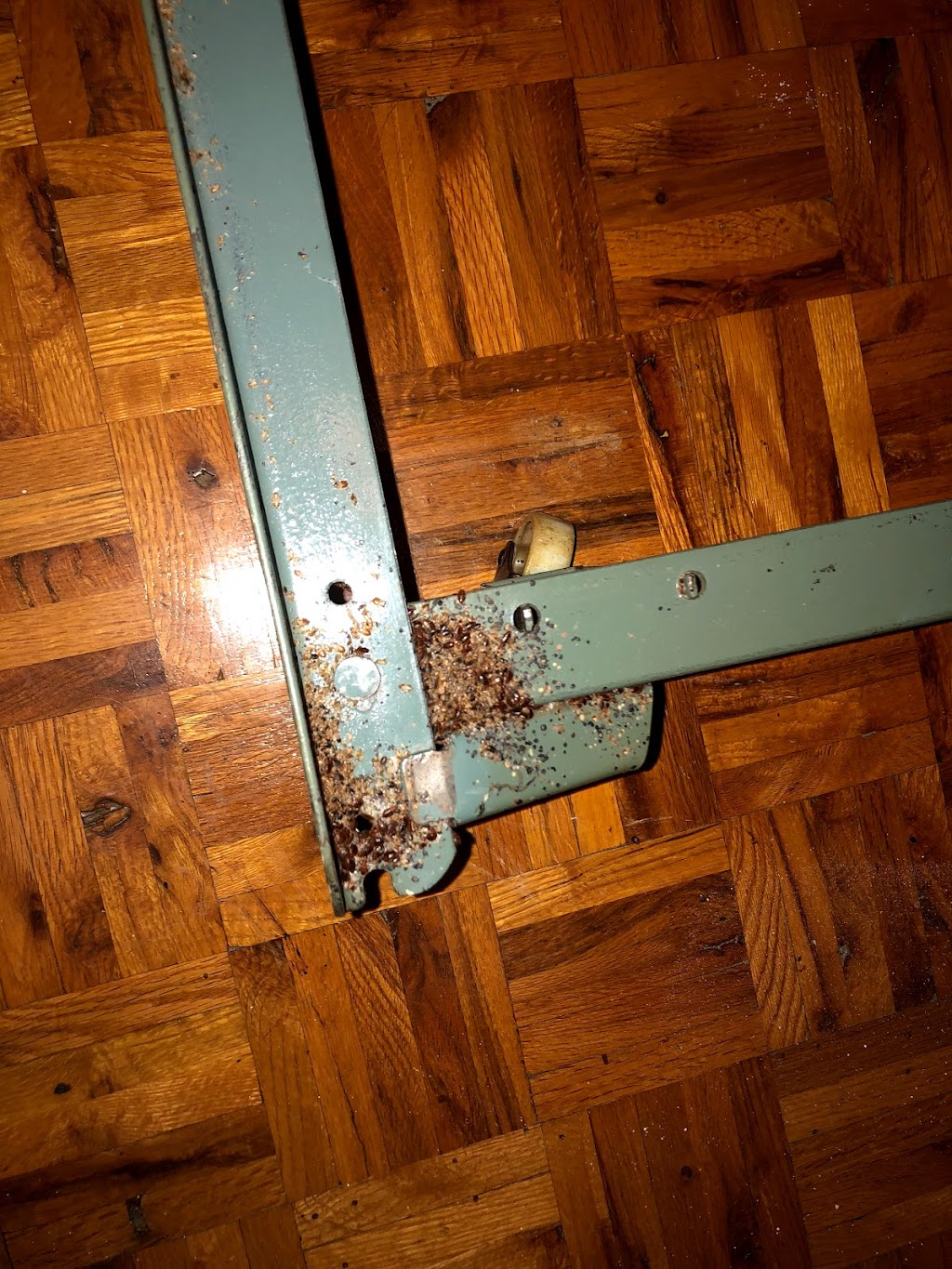 Morin Extermination Inc. | 9720 Rue Sherbrooke E, Montréal, QC H1L 6N8, Canada | Phone: (514) 612-5155