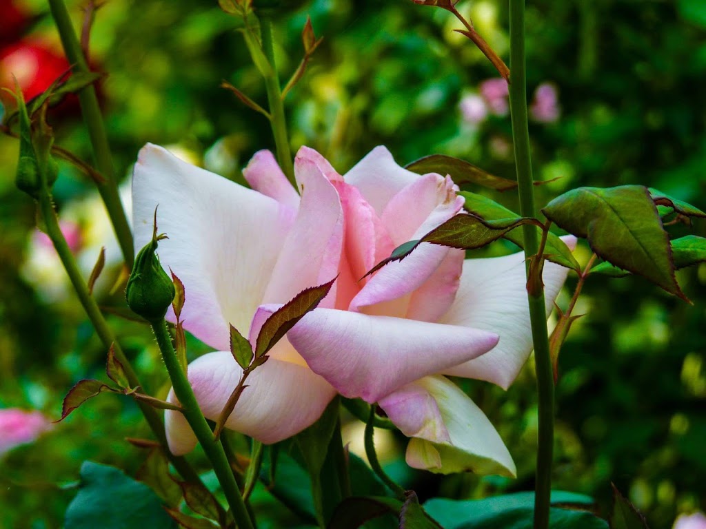 Penticton Rose Garden | 85 Riverside Dr, Naramata, BC V0H 1N0, Canada | Phone: (250) 490-2554