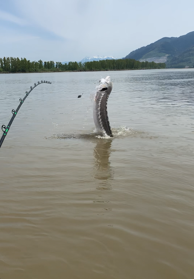Fraser Fishing Adventures | 3614 Walden St, Abbotsford, BC V2S 6V5, Canada | Phone: (604) 556-4937