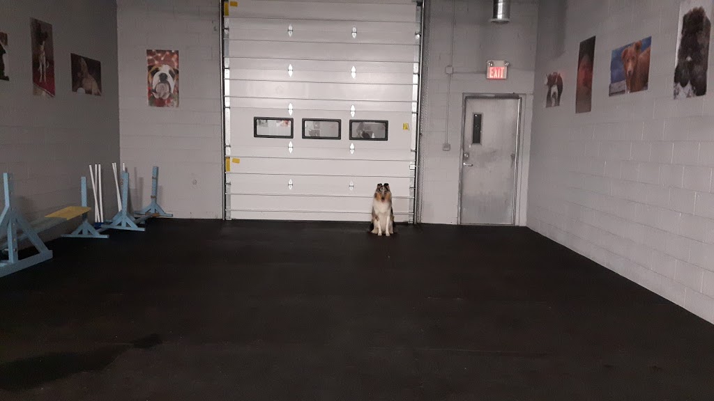 Unleash the Pawsitive | 1119 Goderich St, Port Elgin, ON N0H 2C0, Canada | Phone: (519) 708-0470