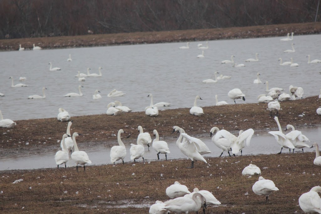 Aylmer Wildlife Management Area | 10594 Hacienda Road, Aylmer, ON N5H 2R3, Canada