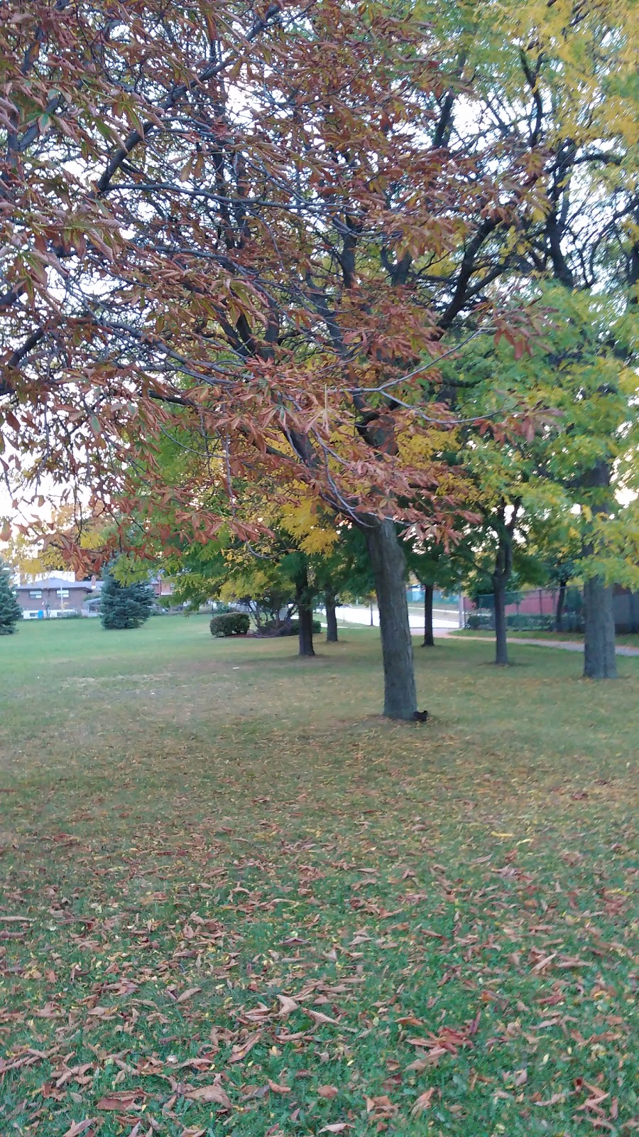 Gracedale Park | 176 Gracedale Blvd, North York, ON M9L 2C1, Canada | Phone: (416) 392-2489