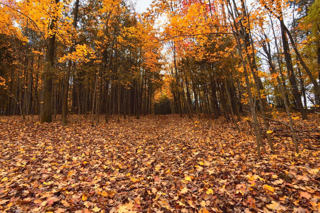 Wawanosh Valley Conservation Education Centre | 38854 Nature Centre, Blyth, ON N0M 1H0, Canada | Phone: (519) 523-4788