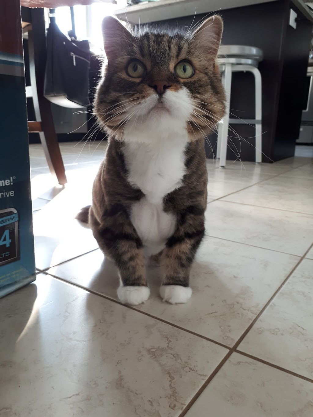 Beautiful Pets | 16 Guelph St, Georgetown, ON L7G 3Z2, Canada | Phone: (905) 702-9333