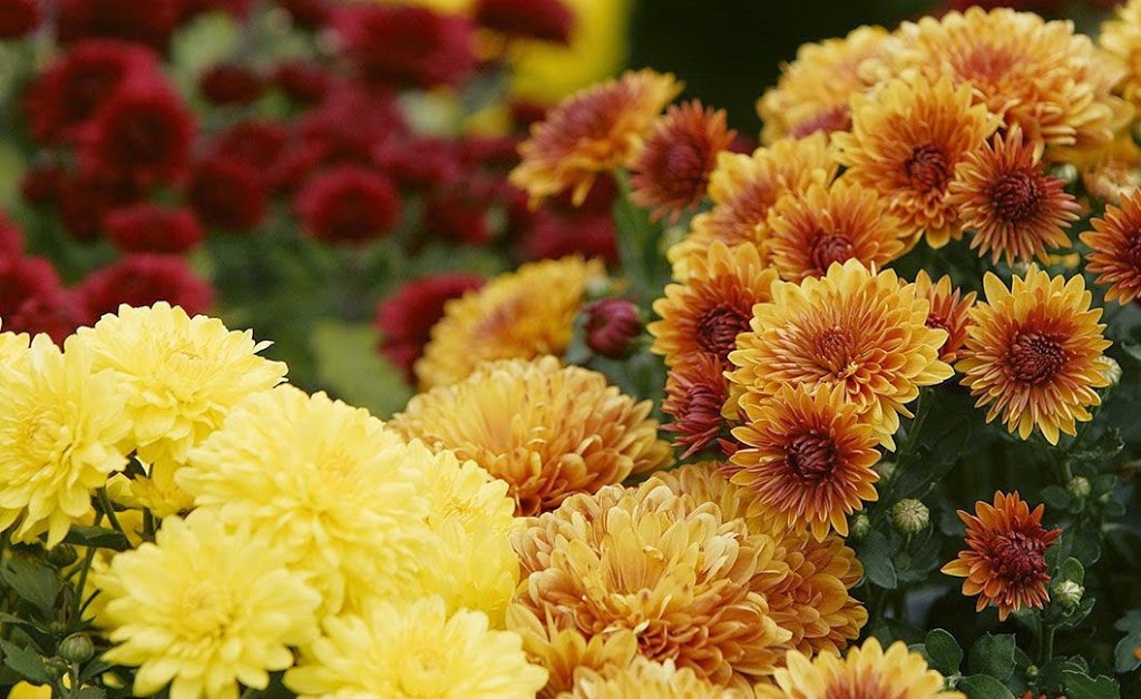 Fleuriste Aux Fleurs du Temps Québec | 1245 Ch Ste-Foy, Québec, QC G1S 4P2, Canada | Phone: (418) 683-3033