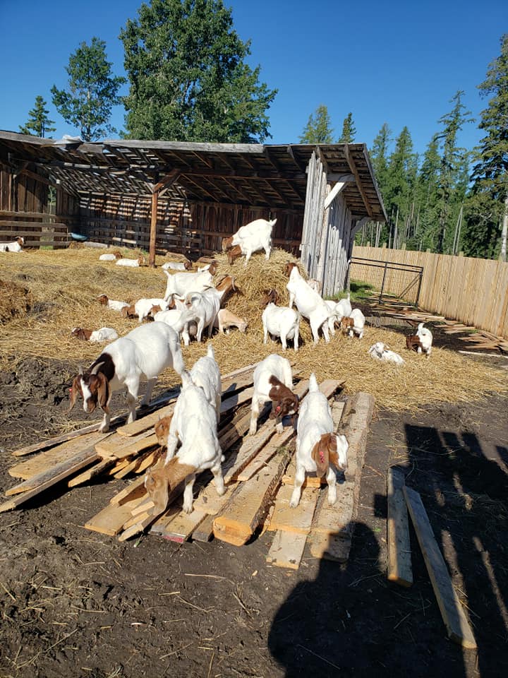 Horeseguard Ventures Ltd | 383061, Range Road 6 #0, AB T0M 0C0, Canada | Phone: (403) 877-6388